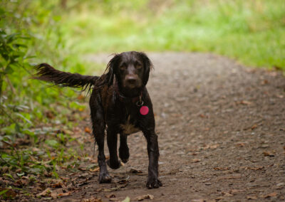cocker spaniel walking on a footpath