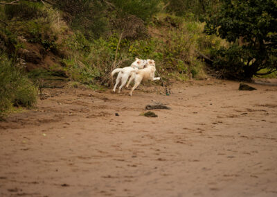 two yellow labradors running away as they play together