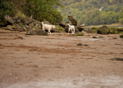 two labradors on a sandy beach