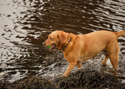 red fox labrador walking in a river with a ball in her mouth