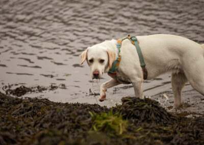 yellow labrador walking in a river