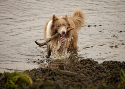 playing fetch with a broder collie