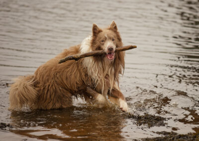 border collie with stick