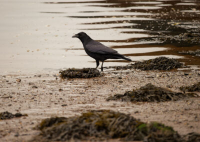 carrion crow on the beach in erskine