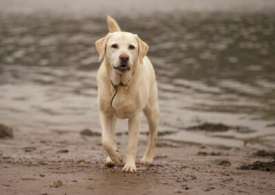 yellow labrador on the beach on a gloomy day