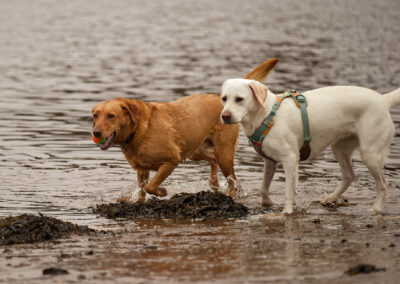 red fox and yellow labrador on erskine beach