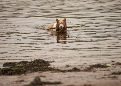 border collie wading in deep water
