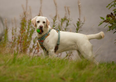 yellow labrador with a ball