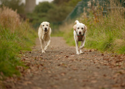 two labradors walking side by side on a footpath