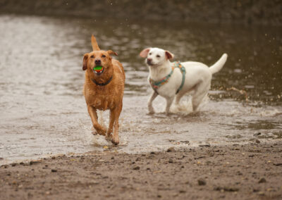 labradors play on the beach in scotland