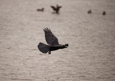 carrion crow on a beach