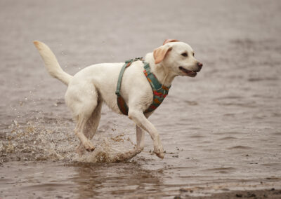 yellow labrador in a harness on the beach