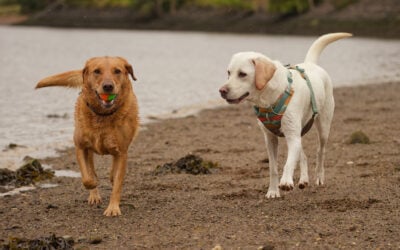 two labradors walking on the beach on a dreich day in scotland