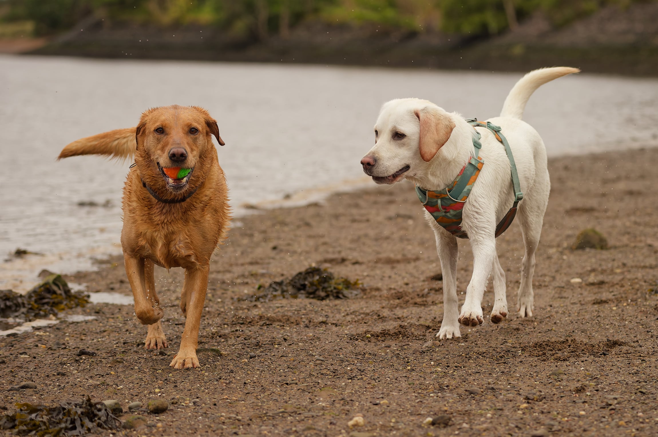 two labradors walking on the beach on a dreich day in scotland