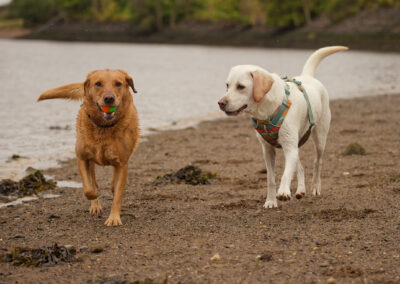 Labrador stalking another dog for its ball
