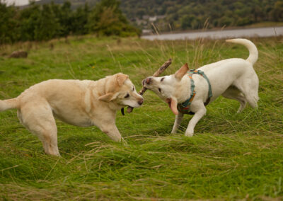 two labradors pulling on a stick