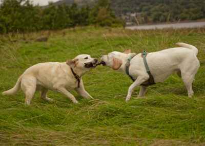 two labradors playing tug o' war with a stick