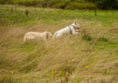 Labrador running with a stick