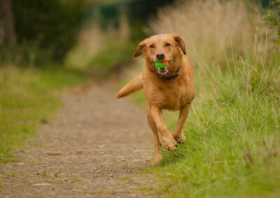 red fox labrador with a ball on a footpath