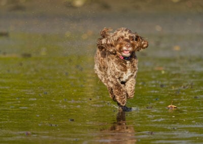 dry chocolate cockapoo running on the beach on a sunny day