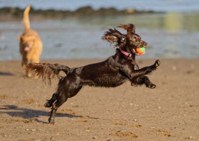 side on photo of a chocolate cocker spaniel running on the beach