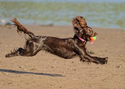 cocker spaniel jumping in mid air