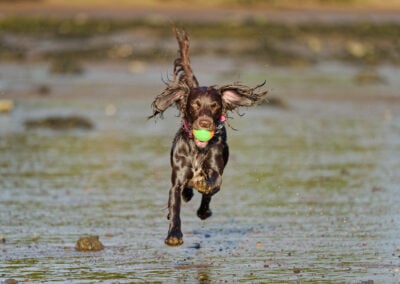 chocolate working cocker spaniel