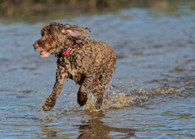 wet cockapoo running out of a river