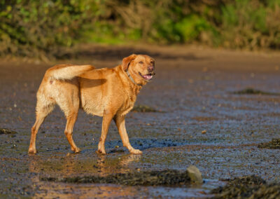 red fox labrador in direct sunlight