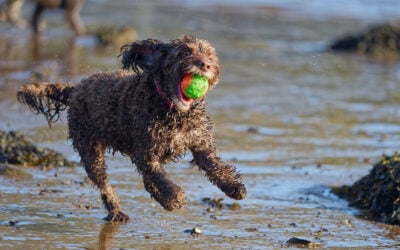 cockapoo running with a ball in mouth