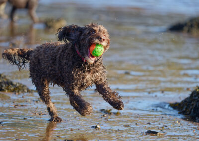 cockapoo running with a ball in mouth