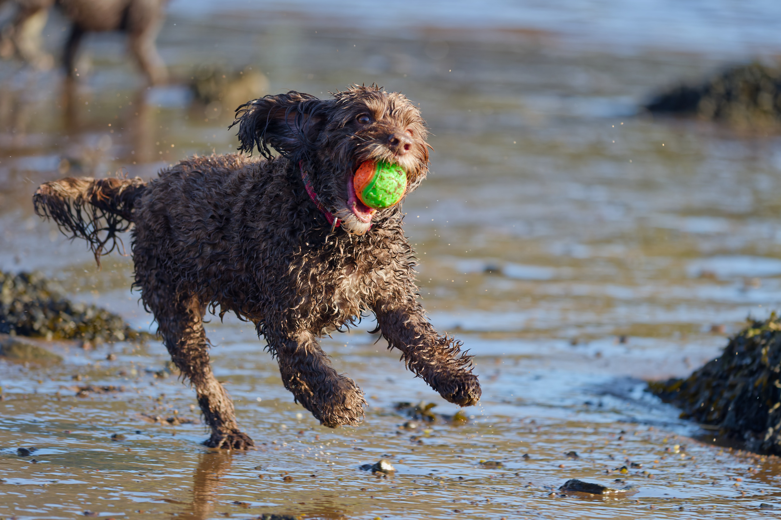 Nice action shot of Ella cockapoo running with a ball in mouth