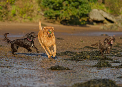 three dogs on a beach on a sunny day