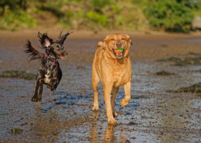 two dogs on the beach with a ball