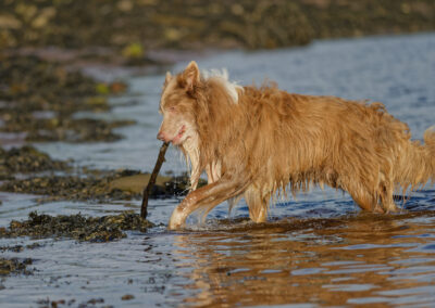 collie coming out of a river with a stick