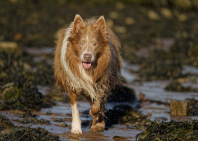 light tan border collie on the beach