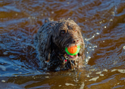 cockapoo with ball in a river