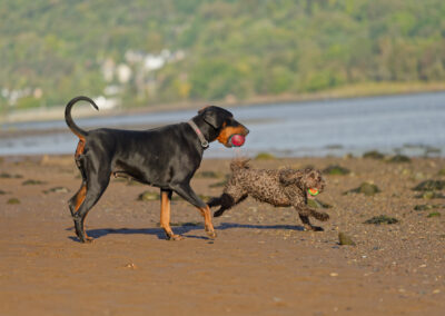 doberman and cockapoo on the beach on a sunny day