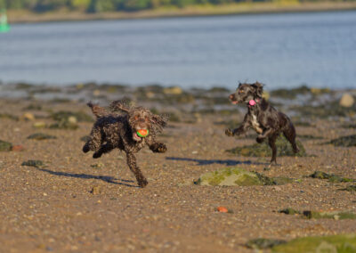 dog walking a cockapoo and cocker spaniel on the beach