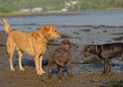 dogs waiting for a dog to drop its ball