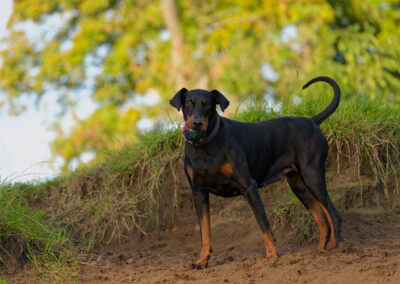 Doberman standing on a sandy embankment