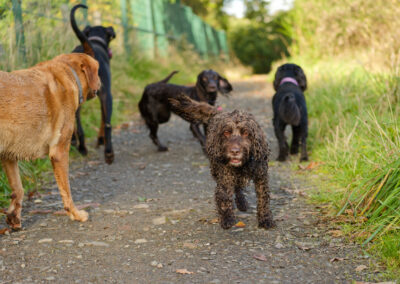 5 dogs on a footpath