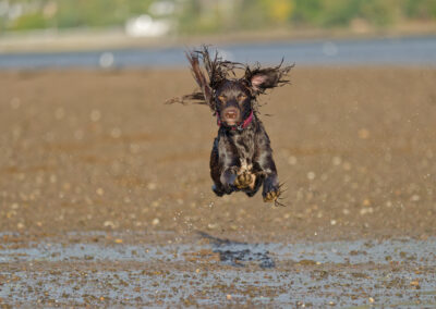 flying dog