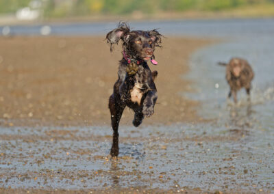 working cocker spaniel on the beach in Erskine