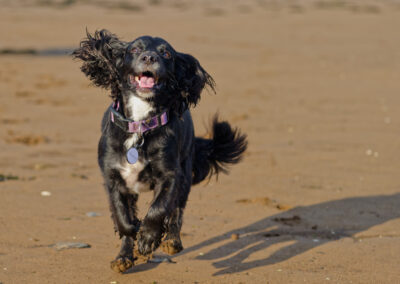 black and white cute sprocker dog running