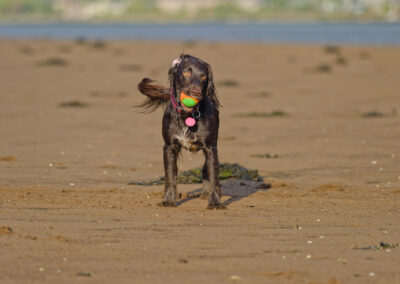 wet working chocolate cocker spaniel with a ball