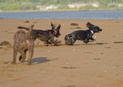 sprocker being chased by a cocker spaniel
