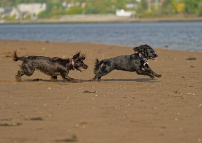 cocker spaniel chasing a sprocker dog