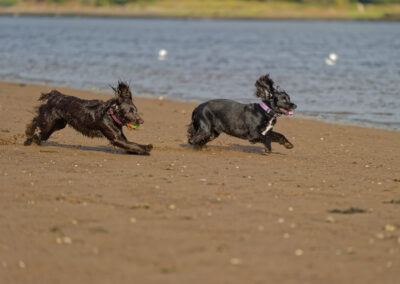 sprocker and cocker spaniel playing on a beach