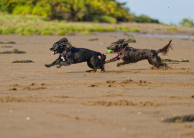 two dogs playing on a beach
